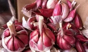 آشنایی با مزه و فواید سلامتی سیر قرمز