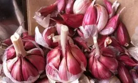 آشنایی با مزه و فواید سلامتی سیر قرمز
