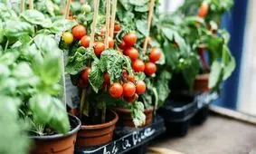 اصول کاشت و پرورش گوجه فرنگی در خانه