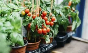 اصول کاشت و پرورش گوجه فرنگی در خانه