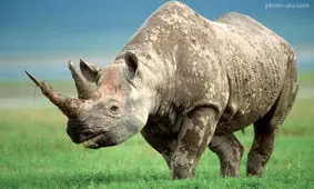 عکس‌ های این کرگدن برای شرمنده کردن انسان‌ کافی است