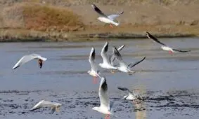 پای پرندگان مهاجر کم کم به کرمانشاه باز می‌شود