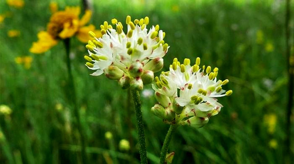 تصویر گونه جدیدی از گل های گوشتخوار