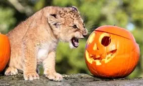 حیوانات باغ وحش کدو تنبل هدیه گرفتند/ ویدئو