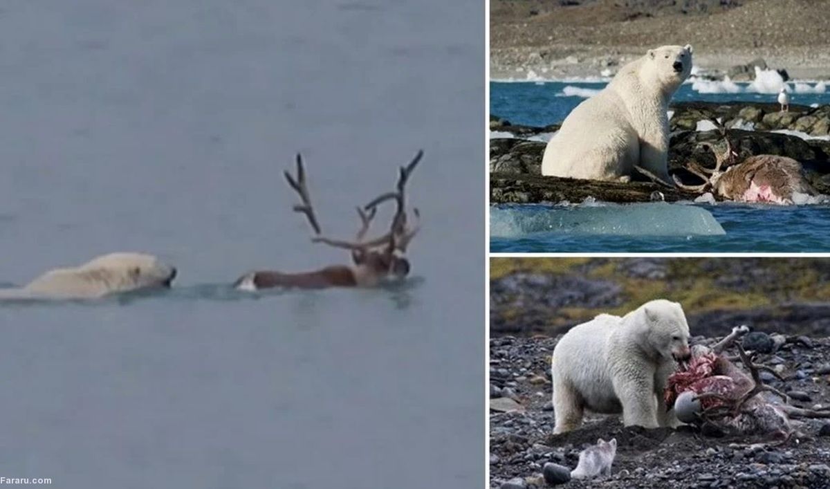 اتفاقی بی‌ سابقه در قطب شمال، خرس قطبی گوزن شکار کرد/ ویدئو