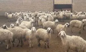 دولت گوساله و گوسفند زنده را کیلویی چند می‌خرد؟