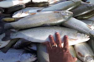 افزایش ۱۰۰ درصدی قیمت ماهی قزل آلا