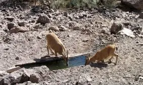 مرمت و لایروبی آبشخور‌های حیات وحش جزیره هرمز