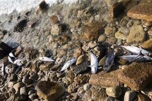 علت تلف شدن ماهیان در ساحل خارک چه بود؟