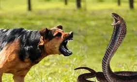 درگیری سگ خانگی با مار کبرا/ ویدئو