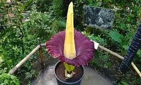 لحظه شکوفا شدن بدبوترین گل جهان/ ویدئو