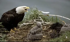 حمله بی دلیل جغد به عقاب در شب/ ویدئو