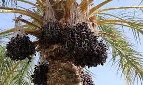 ماجرای فروش نخل‌های خرمای فاریاب به کشورهای عربی چیست؟/ ویدئو