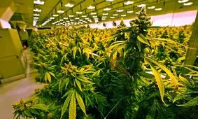 بیش از دوسوم بزرگسالان آمریکا از قانونی شدن مصرف ماری جوانا حمایت می‌کنند