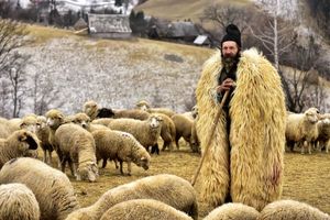 چوپان در لباس گوسفند / عکس برتر و متفاوت نشنال جئوگرافیک