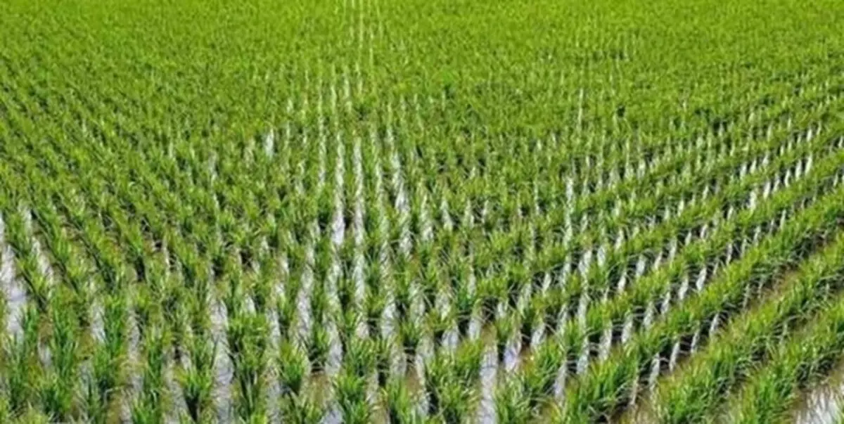 اخطار به برنجکاران سهل‌ انگار در رشت