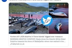بزرگترین قتل عام دلفین ها
