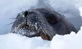 حیوانی که از سگ وفادارتر است/ ویدئو