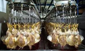 جهاد کشاورزی: مرغ مهرماه ارزان می‌شود