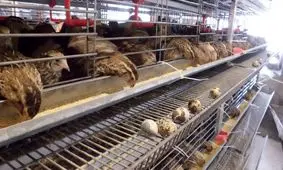 بلدرچین در بازار کمیاب شد / یک کیلو بلدرچین هم‌قیمت ۵ کیلو مرغ