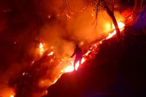 آتش سوزی عمدی جنگل های کوه 