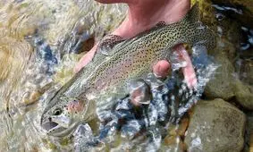 ماهی‌های قزل‌آلا در جمهوری چک «معتاد شده‌اند» 