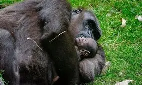 گوریل های ماده نوزادان مرده‌شان را «برای سوگواری» با خود حمل می‌کنند 