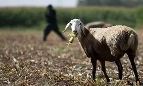 گرانی علوفه دامداران استان آذربایجان‌ غربی را دچار مشکل کرده است