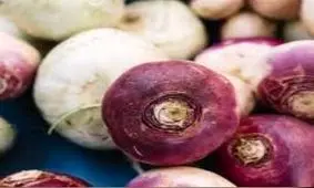 برداشت ۳۶۵۰ تن شلغم از مزارع شهرستان خاش