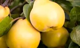 میوه خوشمزه ای که سیستم ایمنی بدن را بالا می برد