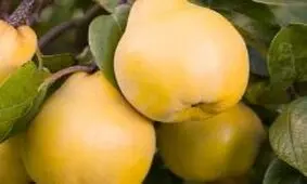 میوه خوشمزه ای که سیستم ایمنی بدن را بالا می برد