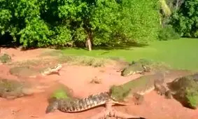 فیلم/ کروکودیلی که دست همنوع خودش رو میخورد