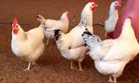 ماجرای تزریق خون مرغ به کودکان چینی