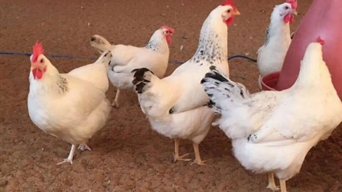 ماجرای تزریق خون مرغ به کودکان چینی