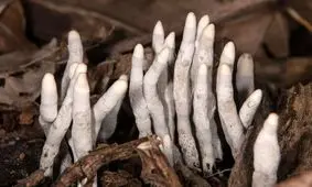 قارچ ترسناکی که به "انگشت مرد مرده" معروف است