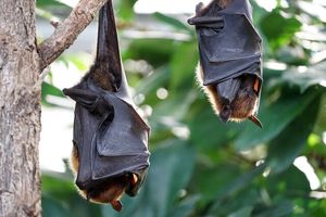 ابداع درمان‌های جدید کووید-۱۹ با الهام از خفاش‌ها!