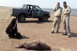 پیدا شدن لاشه دو قلاده فک خزری در سواحل بندر کیاشهر