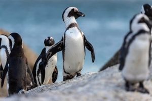 مرگ ۶۳ پنگوئنِ در معرض انقراض بر اثر زنبورگزیدگی در آفریقا جنوبی