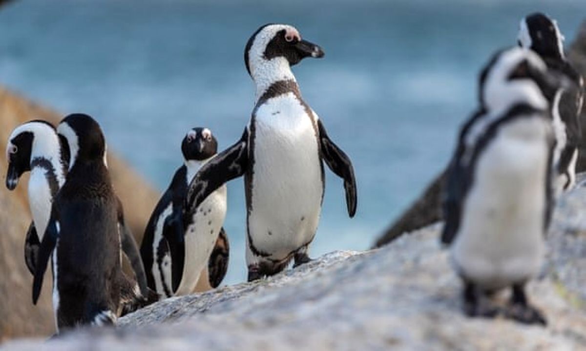مرگ ۶۳ پنگوئنِ در معرض انقراض بر اثر زنبورگزیدگی در آفریقا جنوبی