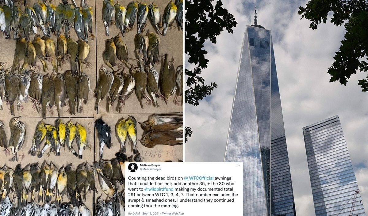 مرگ پرندگان بر اثر برخورد با آسمان خراش‌های نیویورک/ ویدئو
