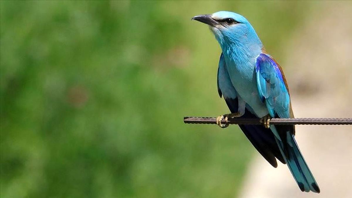 حیوانات برای سازگاری با تغییرات آب وهوایی شکل بدنشان را تغییر میدهند