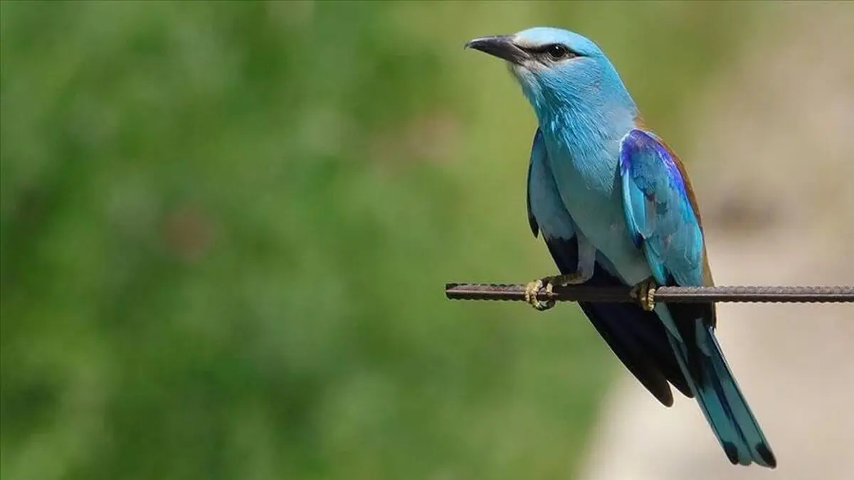 حیوانات برای سازگاری با تغییرات آب‌ وهوایی شکل بدن‌شان را تغییر می‌دهند