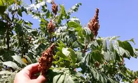 سماق سردشت روانه بازار شد