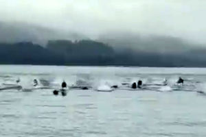 لحظه فرار دلفین‌ها از دست نهنگهای قاتل/ ویدئو