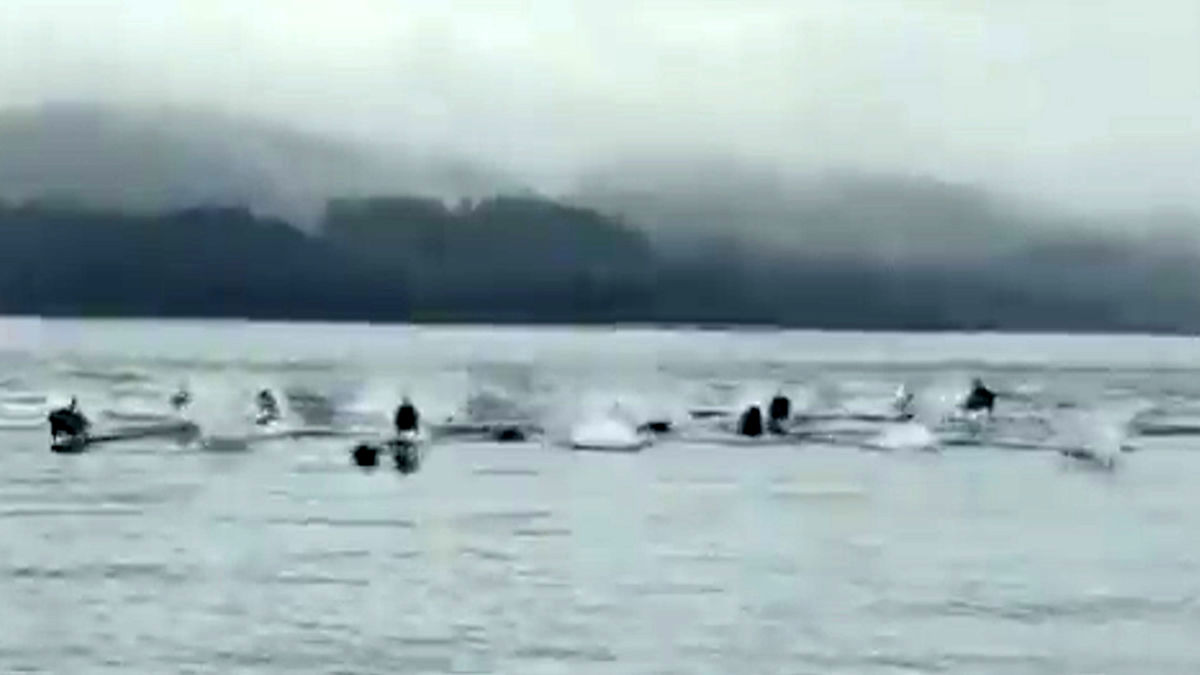 لحظه فرار دلفین‌ها از دست نهنگهای قاتل/ ویدئو