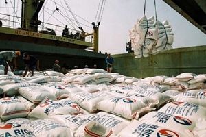 ممنوعیت واردات برنج برای حمایت از تولید داخل ضروری است