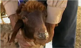 مشاهده طاعون دام در همدان