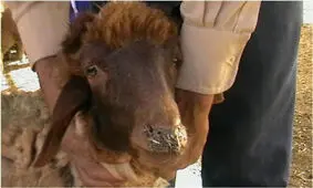 مشاهده طاعون دام در همدان
