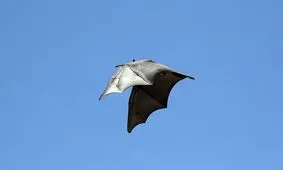 کشف ویروس‌هایی شبیه به سارس-کووید-۲ در خفاش‌ها/ این یافته می‌تواند «پیشرفت بزرگی» در تحقیقات منشا کرونا باشد