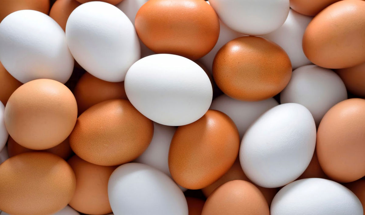 دلالان با یک تلفن چندین ماشین تخم مرغ خرید و فروش می‌کنند!